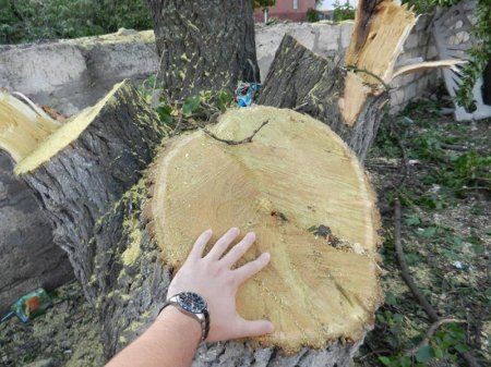 Xətaidəki ağacların kəsilməsi ilə bağlı şikayət yenidən araşdırıldı
