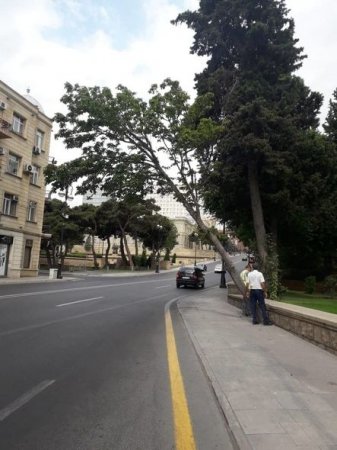 Güclü külək Bakıda 15 ağacı aşırıb, maşınlar əzilib - FOTO