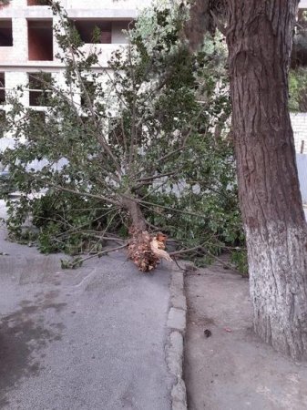 Güclü külək Bakıda 15 ağacı aşırıb, maşınlar əzilib - FOTO