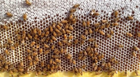 Arıları narahat etmədən bal süzən yeni nəsil arı yeşiyi!
