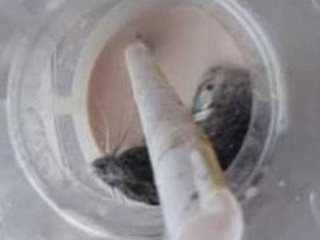 McDonald`s-ın kokteylindən diri siçan çıxdı? - FOTO