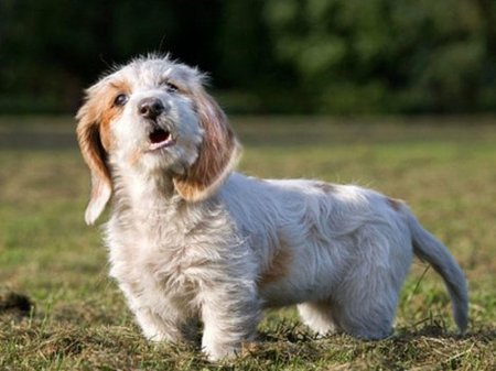 Avropa ölkəsindən qəribə qərar: dayanmadan hürən itlərin sahibləri cərimələnəcək