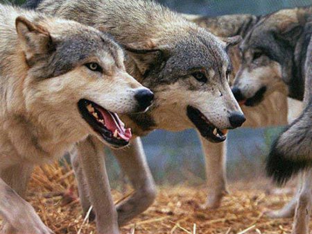 Goranboyda canavarların kəndlərə hücumu ilə bağlı İşçi Qrup yaradıldı
