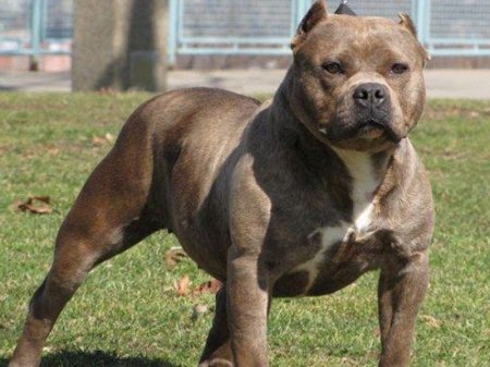 Pitbul məktəblilərə hücum etdi - Xəsarət alanlar var