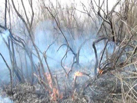 Yevlaxda adı "Qırmızı Kitab"a düşən bitki yanaraq məhv olub
