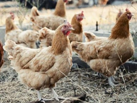 İnanılmaz HADİSƏ: toyuqlar onlara hücum edən tülkünü öldürdü