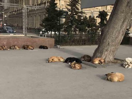 Şok kadrlar: Bakının mərkəzində "it yatağı" - FOTO
