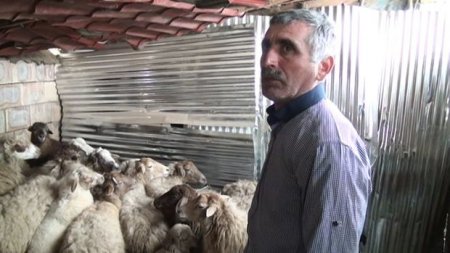 Lənkəranda qoyun oğruları peyda olub