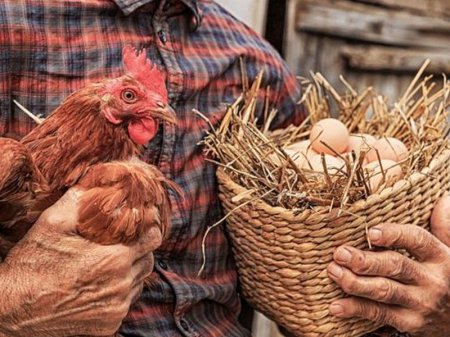 İstehsalından bir gün əvvəl satışa çıxarılan yumurtalarla bağlı AÇIQLAMA
