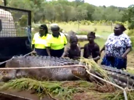 12 iti yeyən timsahı həbs etdilər