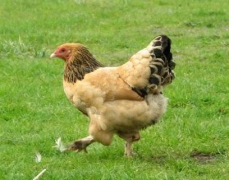 Xızıda qida üçün yararlığı şübhə doğuran çoxlu sayda toyuq aşkar edildi