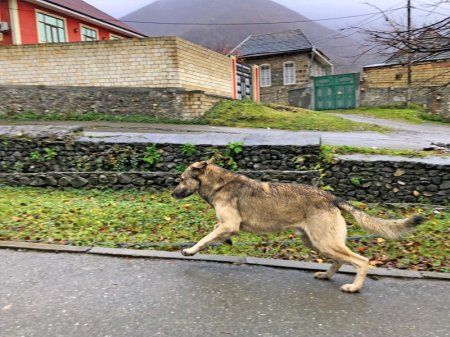 İt öz həyatı bahasına sahiblərini xilas edib