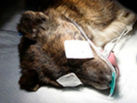 Türkiyədə it üzərində katarakta əməliyyatı icra olunub