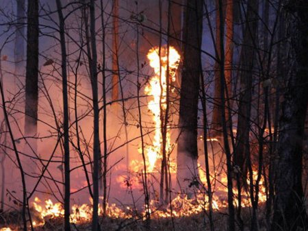 Çində meşələr yanır - 24 nəfər həlak olub