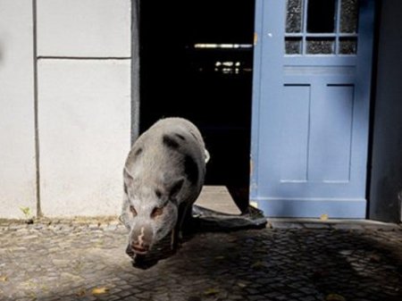 Qadın donuza görə həbsxanaya düşdü - Şok təfərrüat