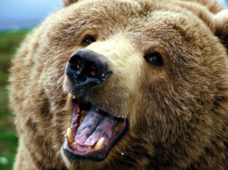 Ayı sakinlərə hücum edib - Restorandan qaçıbmış