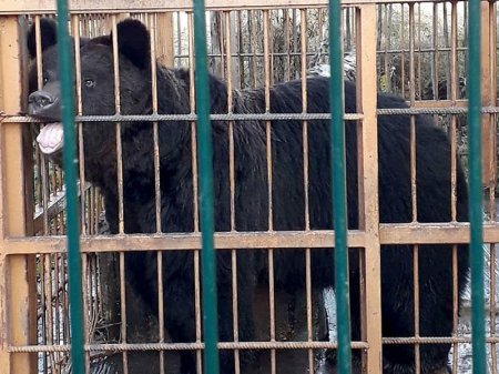 Ayı onu yemləyən qadının qolunu qopardı - FOTO