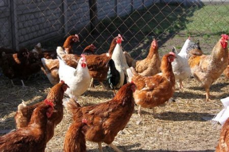 Bakıda quşçuluq fabrikindən 170 min manatlıq toyuq oğurlanıb