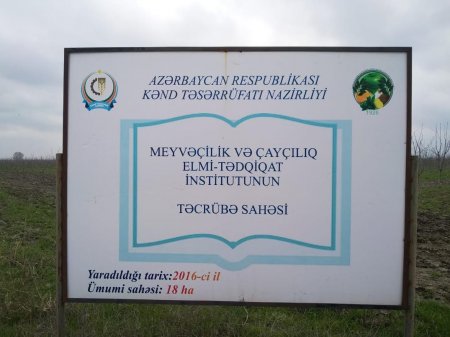 Qubada bağ salmaq üçün tinkləri oğurladı - FOTOLARI