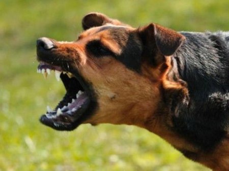 İt tutan oğlan 38 gün sonra vəfat etdi