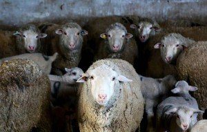 Fransada 15 qoyun məktəbə qəbul edilib