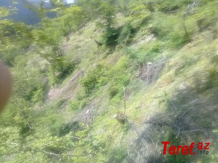 Oğuzun Calut meşələrində yaşıl soyqırım - FOTOFAKT