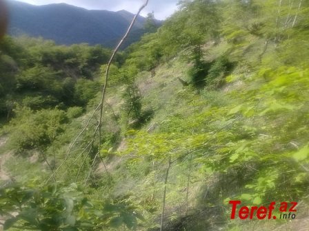 Oğuzun Calut meşələrində yaşıl soyqırım - FOTOFAKT