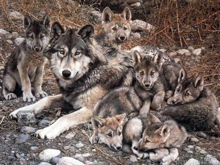 Yırtıcıların hücumlarının intensivləşməsi ilə bağlı işçi qruplar yaradıldı