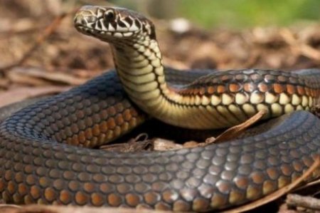 Tovuzda 24 yaşlı gənci ilan sancıb