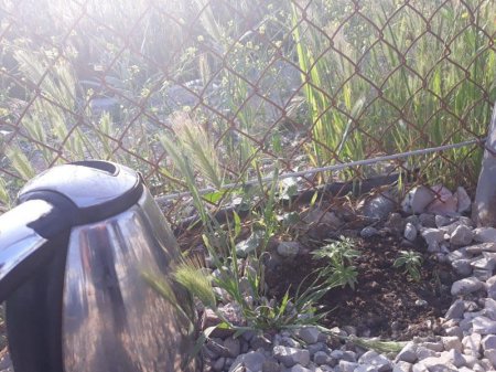 Sumqayıtçayın yaxınlığında narkotik becərən şəxs tutuldu