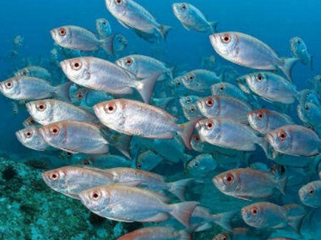 Nazirlikdən xəbərdarlıq: Kürütökmə dövründə balıq ovuna çıxan şəxslər...