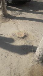 Nərimanov rayonunda ağac "qətliamı" - 15 ağacı kəsib, yerində bina tikirlər - FOTO