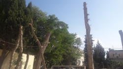 Nərimanov rayonunda ağac "qətliamı" - 15 ağacı kəsib, yerində bina tikirlər - FOTO