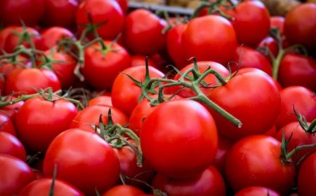 Rusiyadan qaytarılan Azərbaycan pomidorları təkrar ixrac oluna bilər